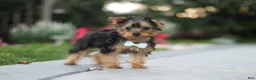 Yorkiepoo dogs for sale: Tucker - Ad 5