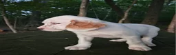 English Setter dogs for sale: Oscar - Ad 3