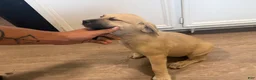 Mixed Breed dogs for sale: Mixed Breed 5 - Ad 2