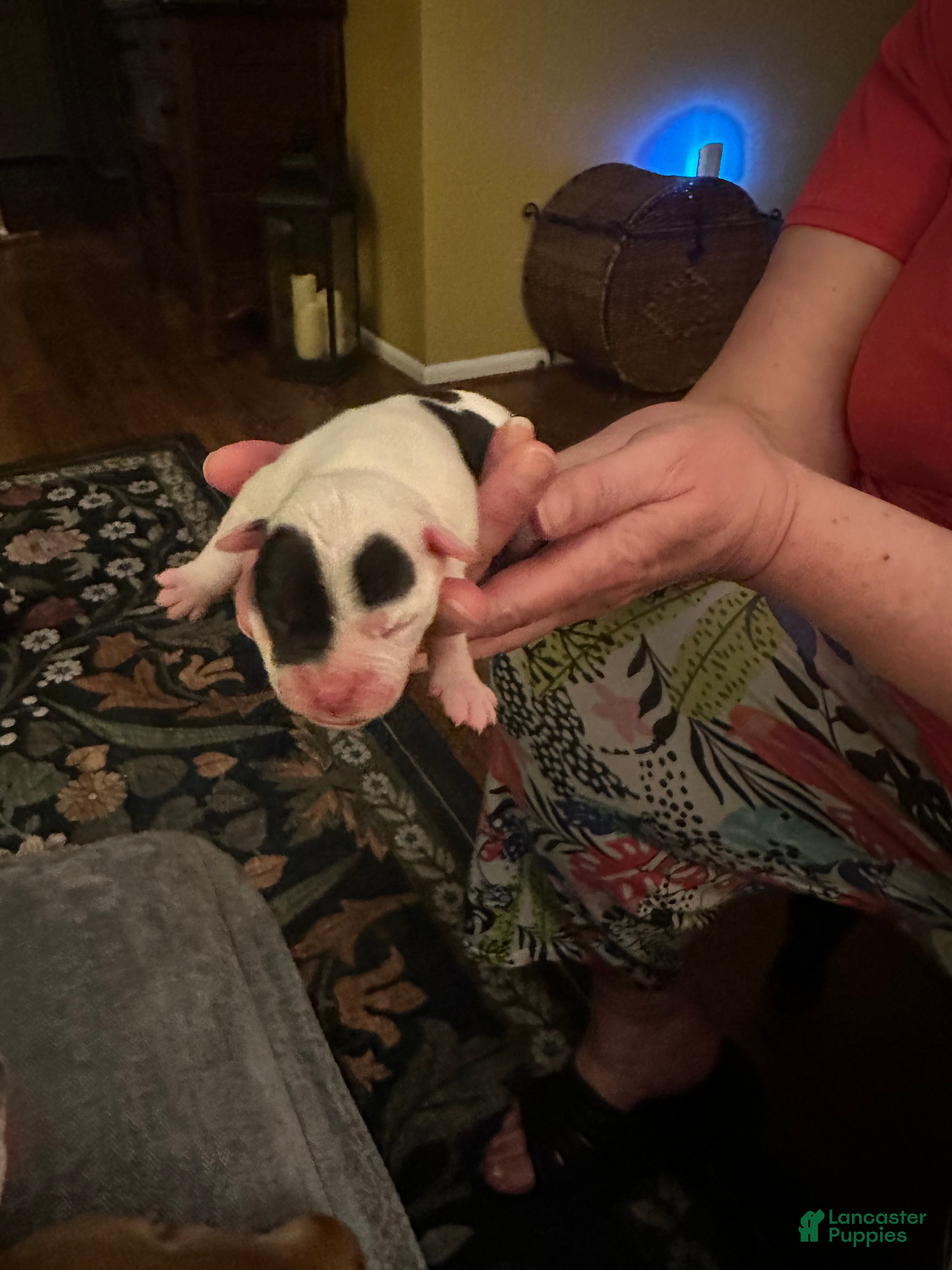 Mixed Breed dogs for sale: English Bulldog Puppy 9 - Ad 3