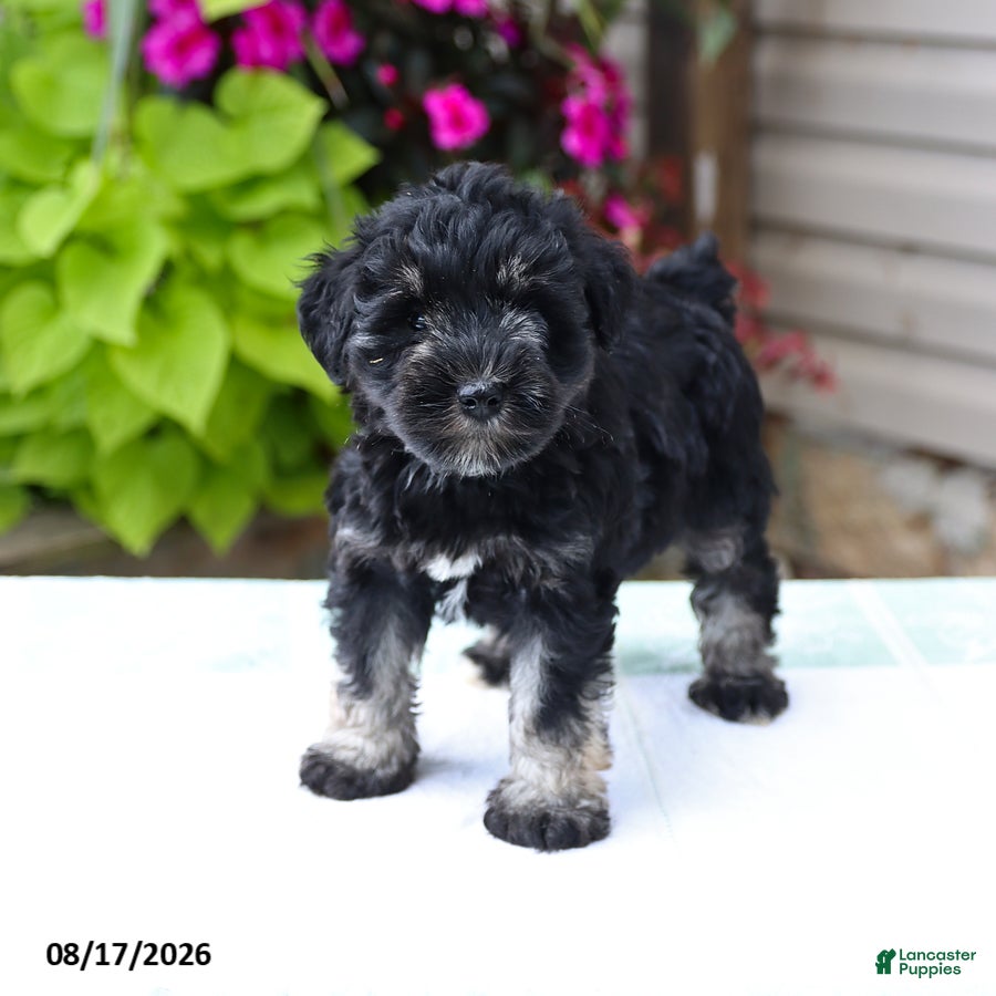 Miniature Schnauzer dogs Perlie - Ad 1