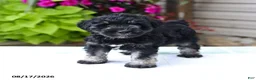 Miniature Schnauzer dogs for sale: Perlie - Ad 1