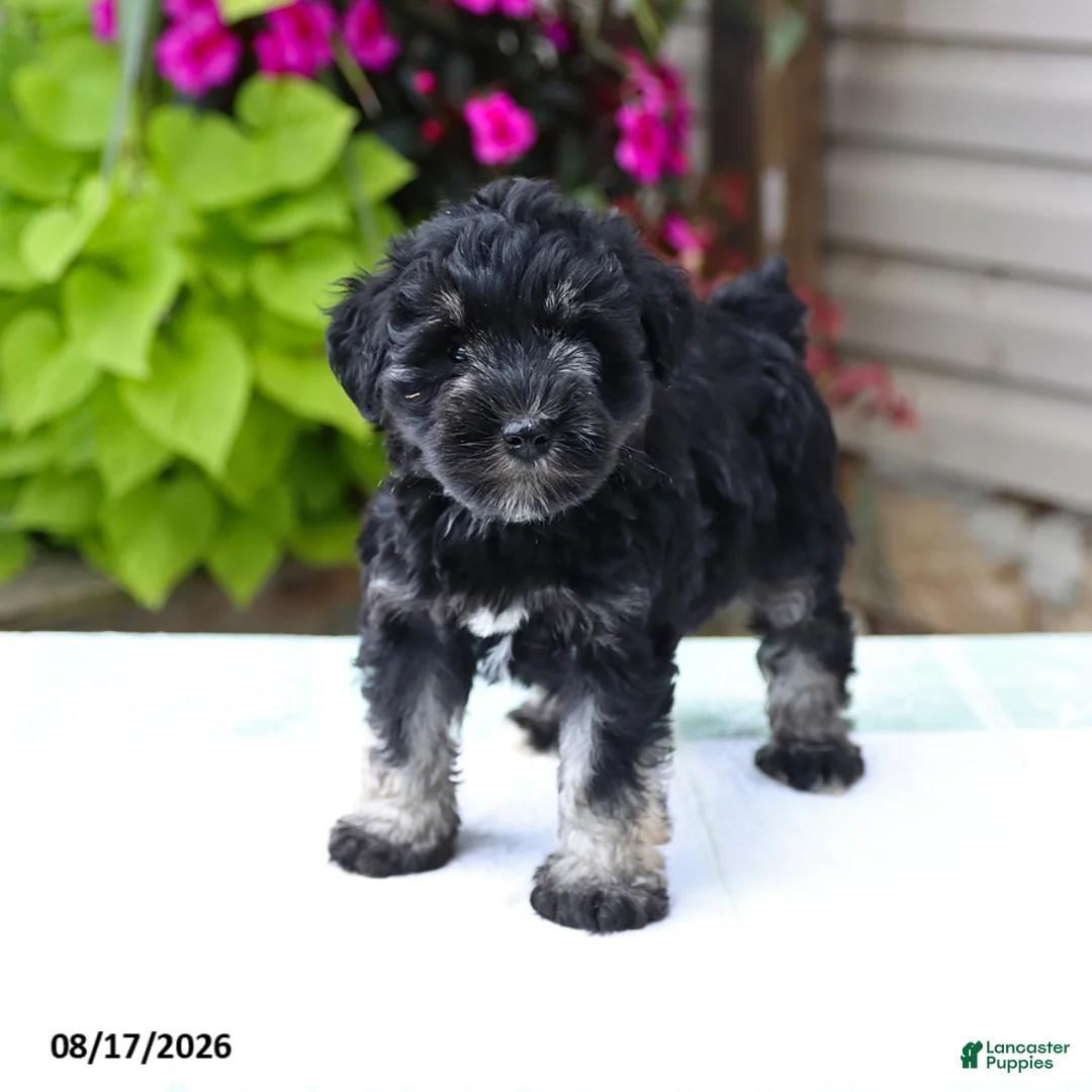 Miniature Schnauzer dogs for sale: Perlie - Ad 1