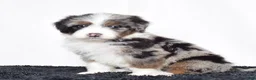 Bernedoodle dogs for sale: Ms. Olivia - Ad 5