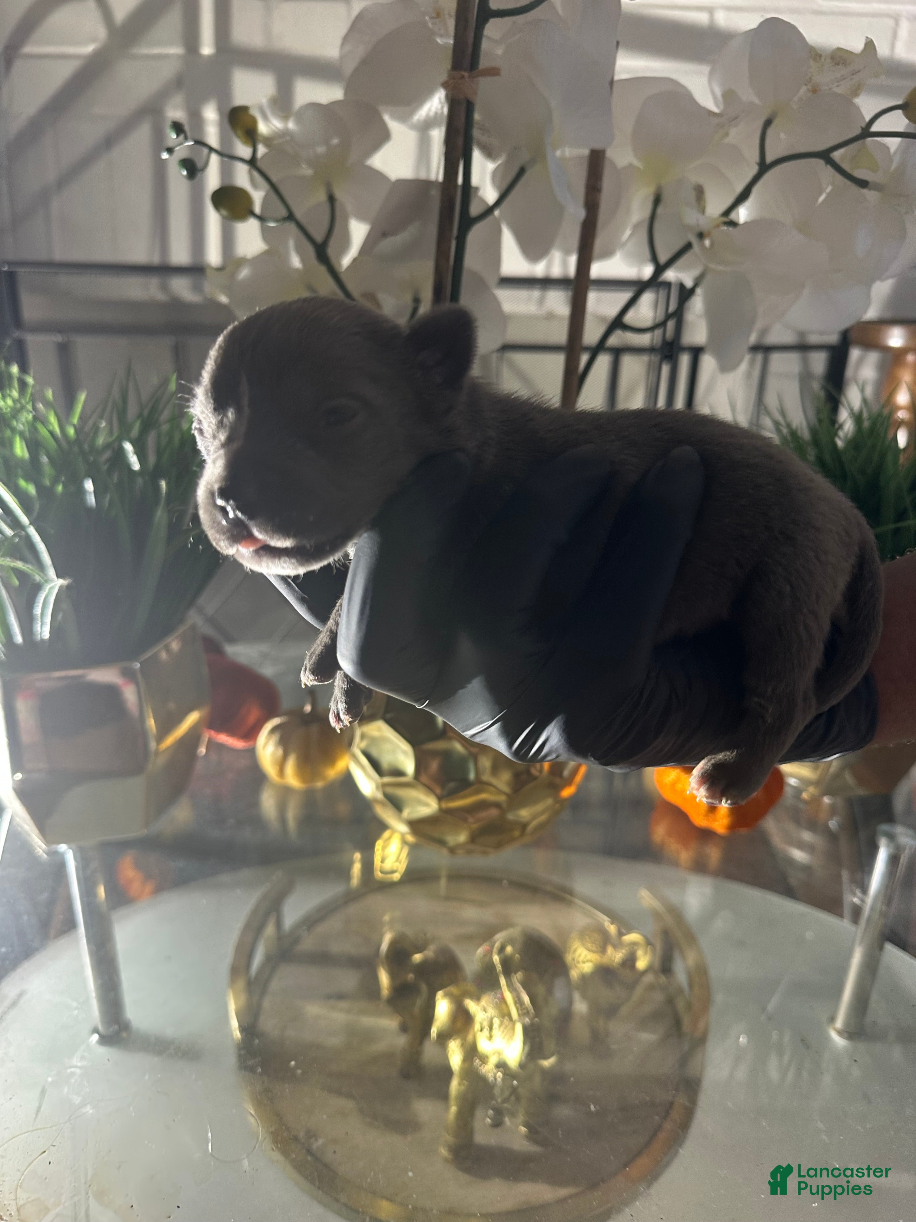 American Bully dogs American Bully Puppy 3 - Ad 5