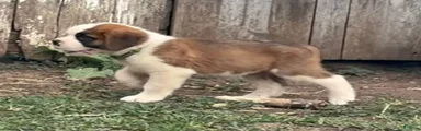 Duke