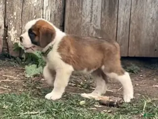 Saint Bernard dogs Duke - Ad 34