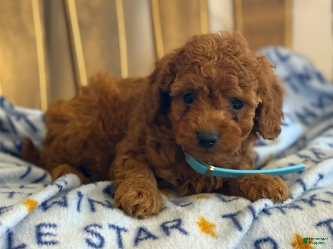 Cavapoo dogs for sale: Phoebe - Ad 2