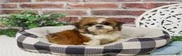 Shih Tzu dogs for sale: Tramp  - Ad 2