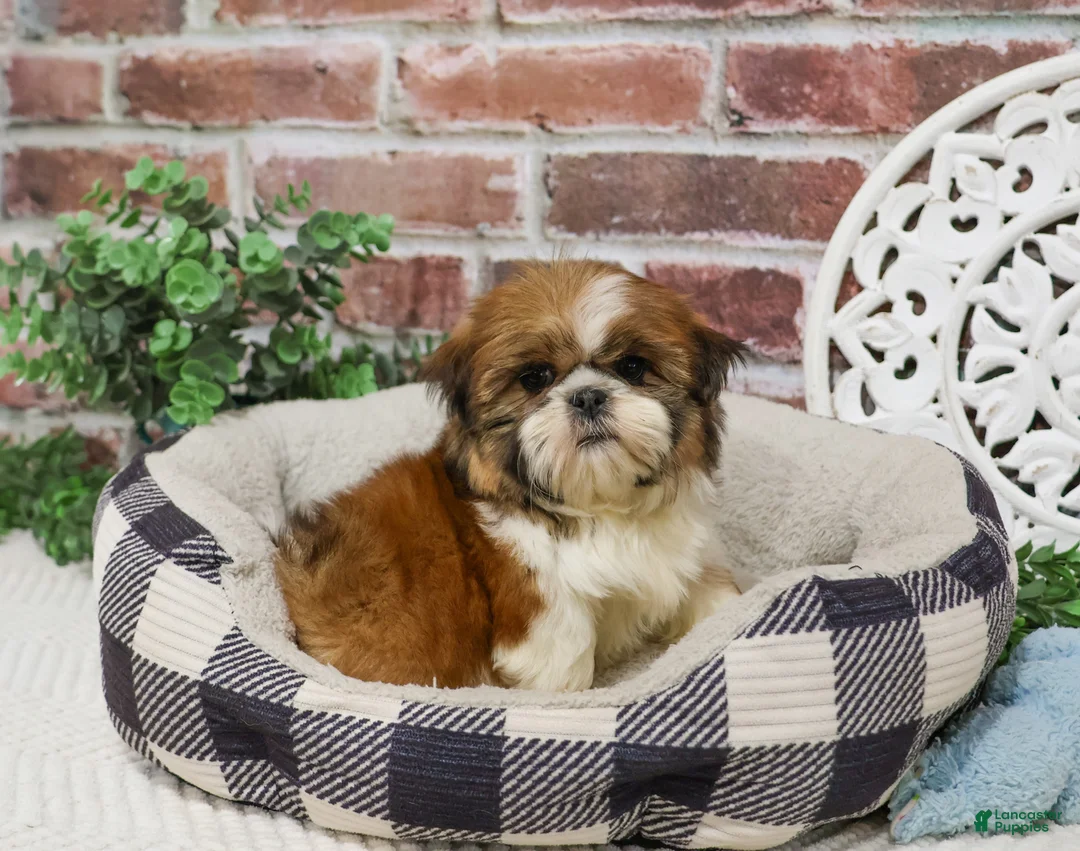 Shih Tzu dogs for sale: Tramp  - Ad 2