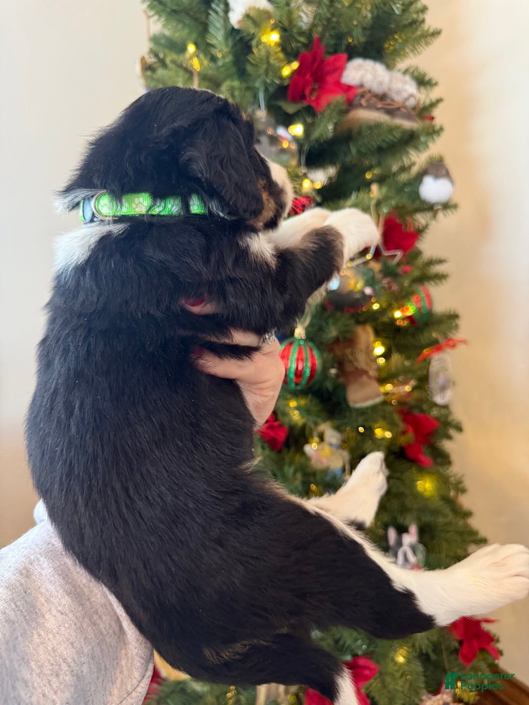 Mixed Breed dogs for sale: Fullerton - Ad 11