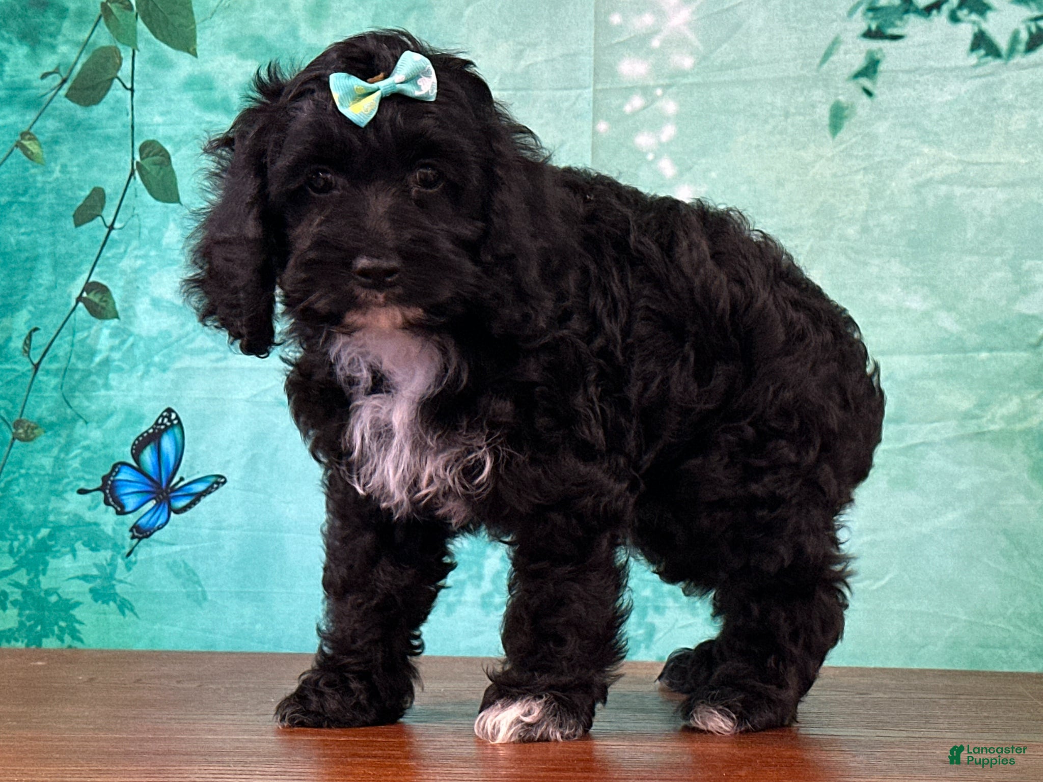 Cockapoo dogs Cloe - Ad 2