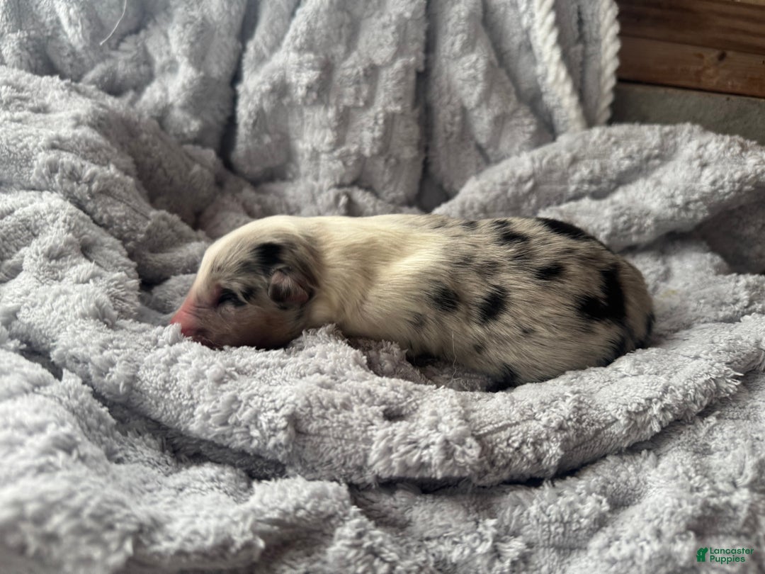 Collie dogs for sale: Rumour - Ad 3