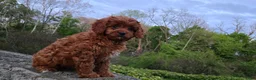 Cavapoo dogs for sale: Hudson - Ad 14