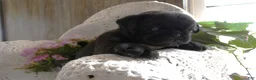 Pug dogs for sale: Pug 4 Megan - Ad 2