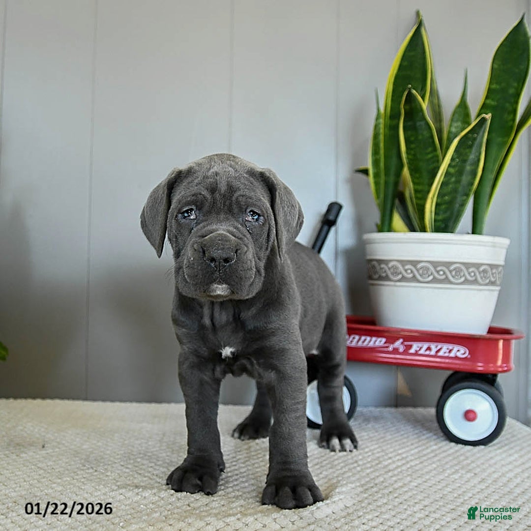 Cane Corso dogs for sale: Happy - Ad 1