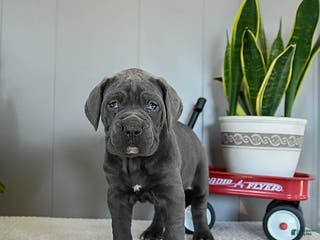 Cane Corso dogs Happy - Ad 4