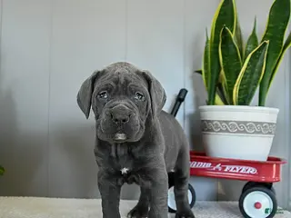 Cane Corso dogs Happy - Ad 21