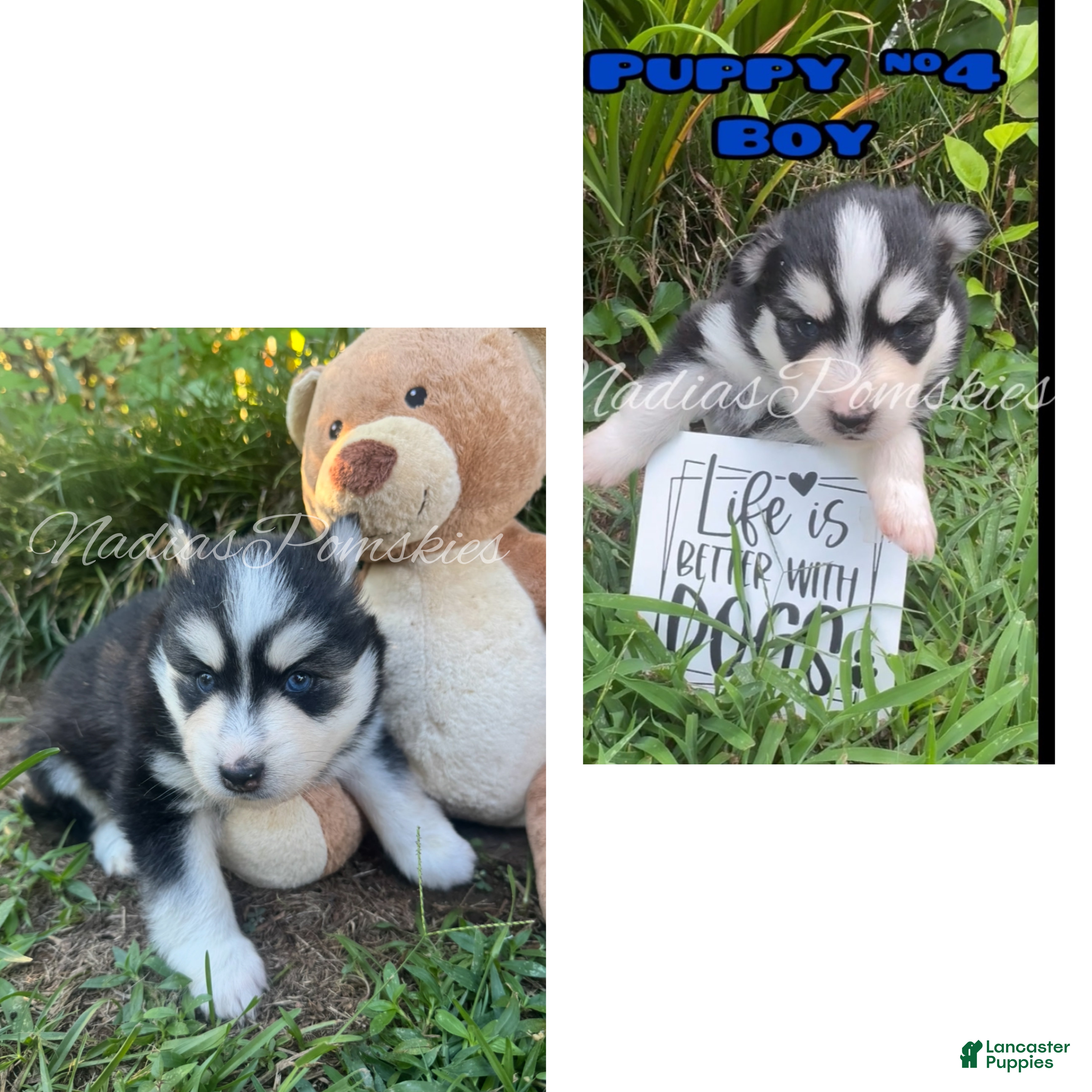 Pomsky dogs Pomsky 4 BOY - Ad 1