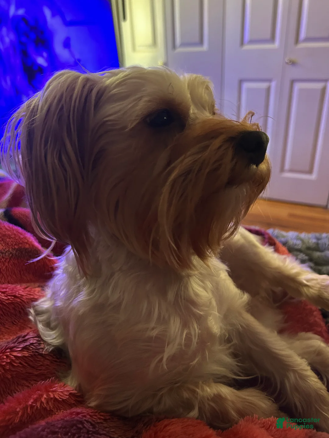 Yorkshire Terrier dogs for sale: Yorkshire Terrier Puppy 1 - Ad 2