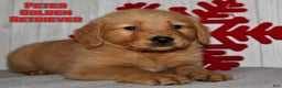 Golden Retriever dogs for sale: Peter - Ad 1