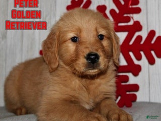 Golden Retriever dogs Peter - Ad 10