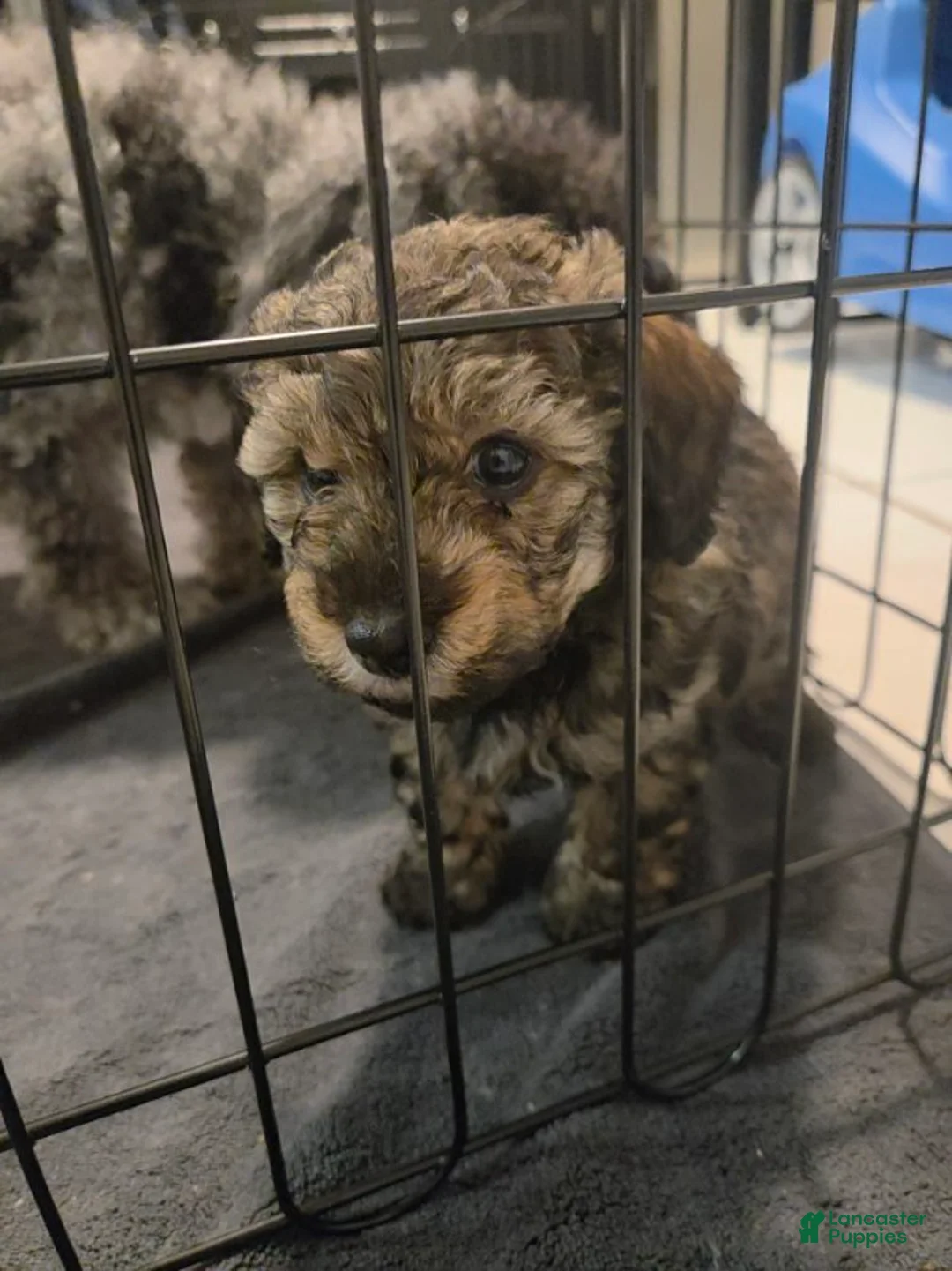 Toy Poodle dogs for sale: Rusty - Ad 1