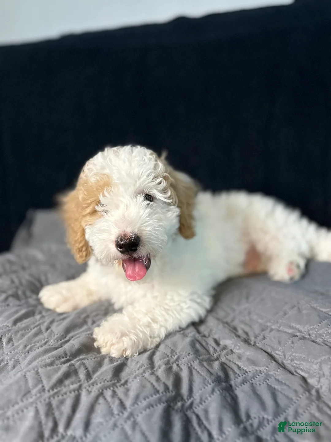 Mini Goldendoodle dogs for sale: Mini Goldendoodle 2 - Ad 2