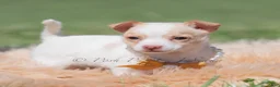 Chihuahua dogs for sale: Sushi AKC - Ad 11
