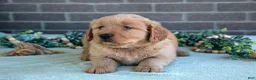 Golden Retriever dogs for sale: Trinity - Ad 3