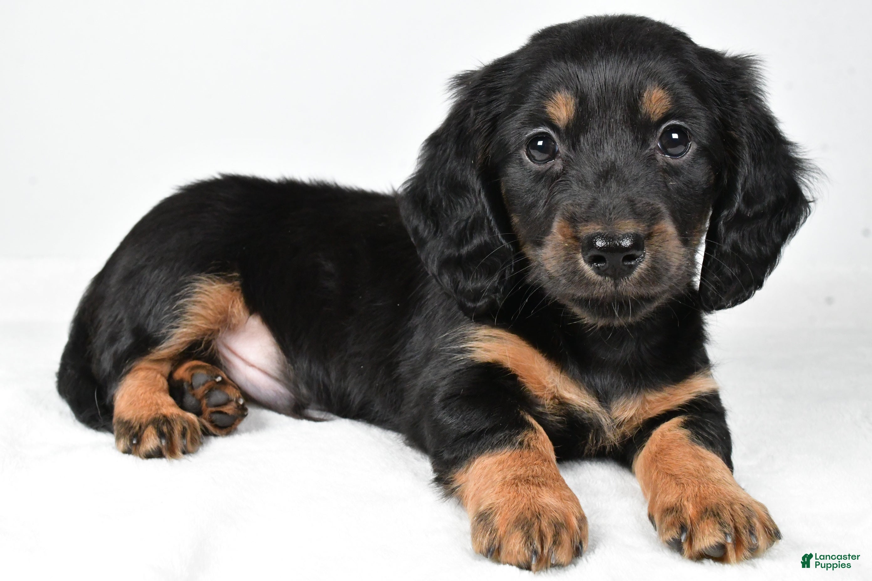 Miniature Dachshund dogs Dante - Ad 8