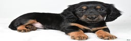 Miniature Dachshund dogs for sale: Dante - Ad 1