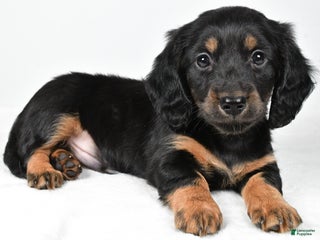 Miniature Dachshund dogs Dante - Ad 8