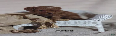 Cavapoo F1b 1 Artie