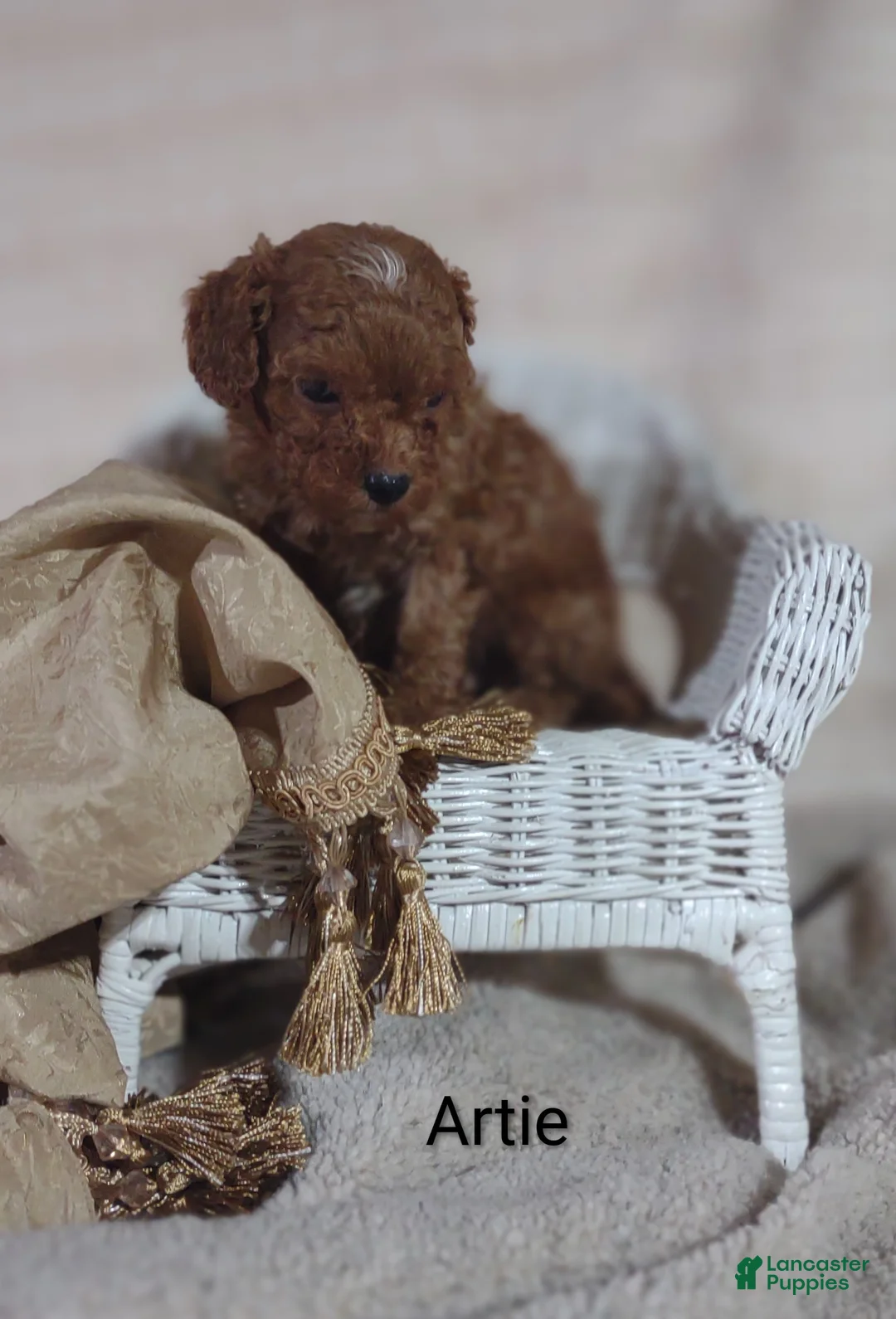 Cavapoo dogs for sale: Cavapoo F1b 1 Artie - Ad 1