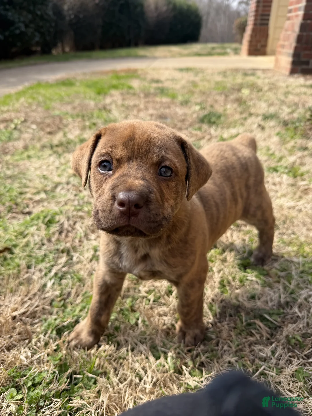 Mixed Breed dogs for sale: Mixed Breed Puppy 1 - Ad 3