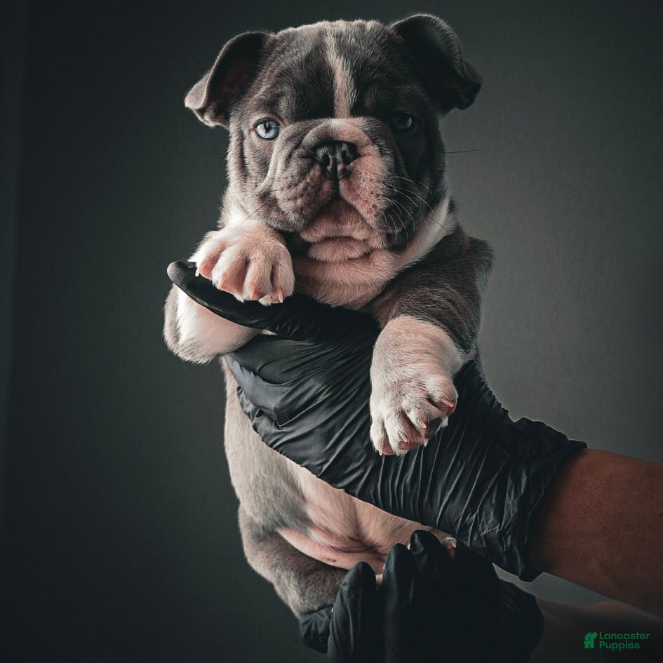 French Bulldog dogs for sale: Drake Maye  - Ad 3