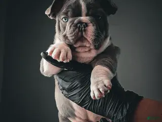 French Bulldog dogs for sale: Drake Maye - Ad 3