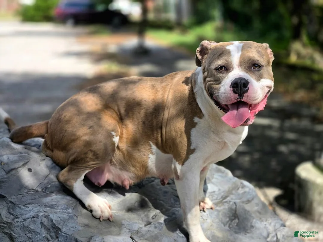 American Bully dogs for sale: American Bully - Ad 2