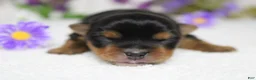Yorkshire Terrier dogs for sale: Penny  - Ad 4