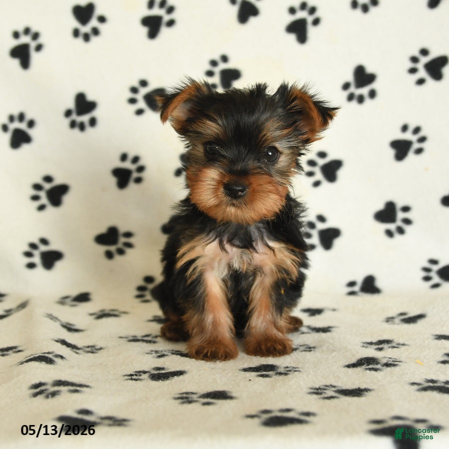 Yorkshire Terrier dogs Lila - Ad 1