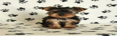 Lila