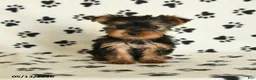 Yorkshire Terrier dogs for sale: Lila - Ad 1