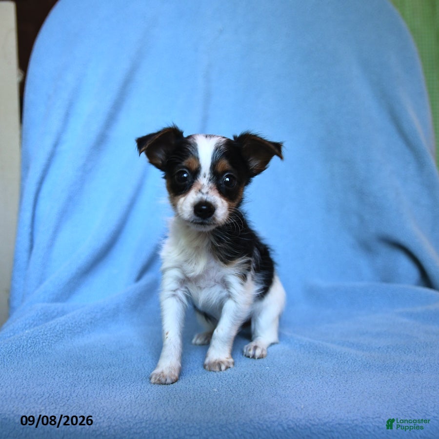 Mixed Breed dogs Flossie - Ad 2