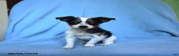Mixed Breed dogs for sale: Flossie - Ad 3