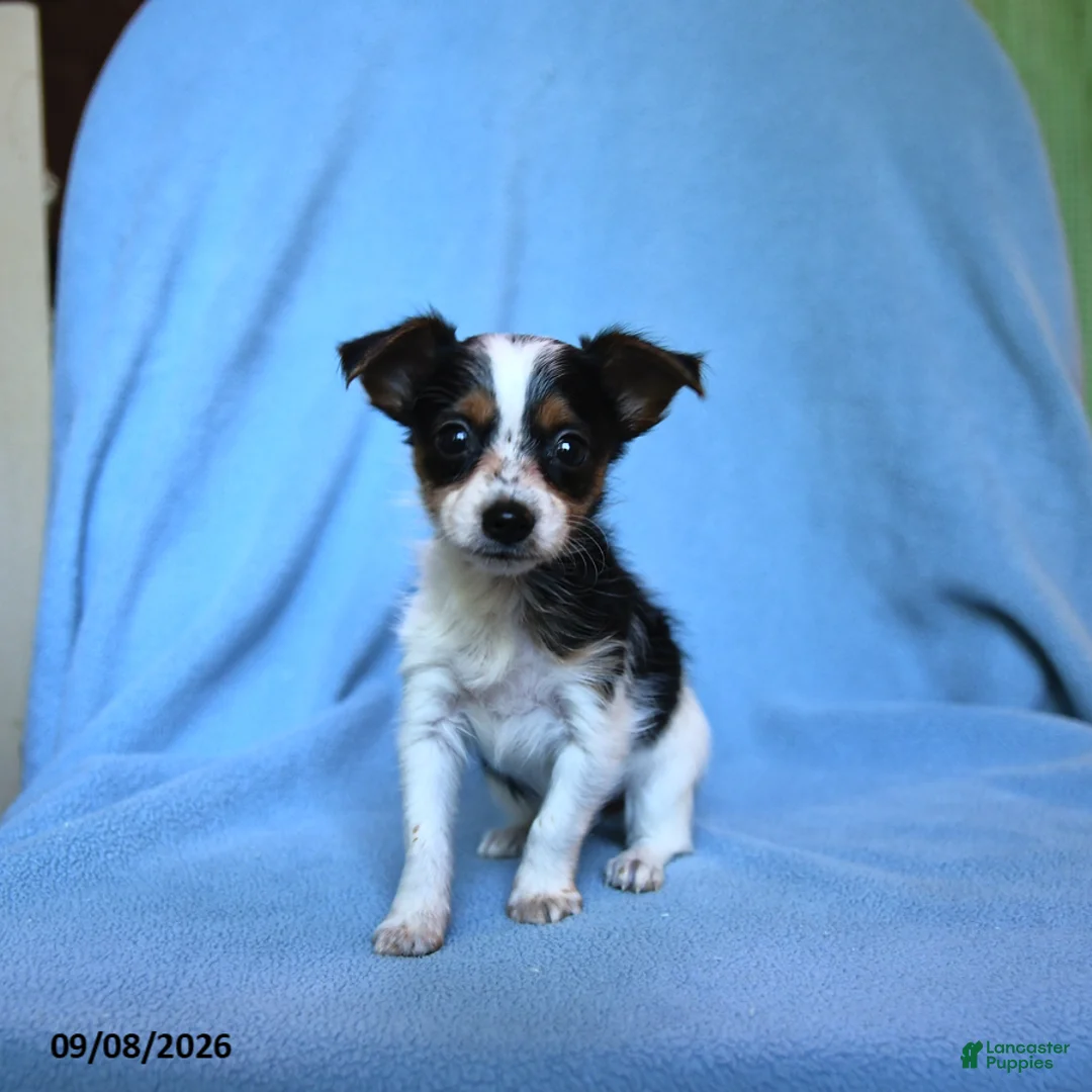 Mixed Breed dogs for sale: Flossie - Ad 3