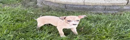 Italian Greyhound dogs for sale: Italian Greyhound female 1 fawn and white  - Ad 9