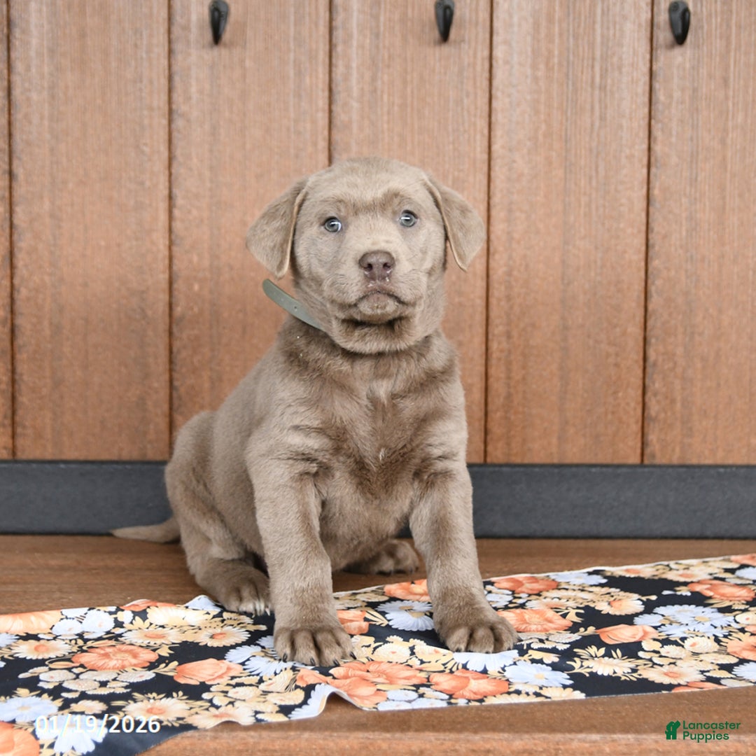 Labrador Retriever dogs for sale: Winston - Ad 2