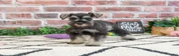 Miniature Schnauzer dogs for sale: Hannah - Ad 4