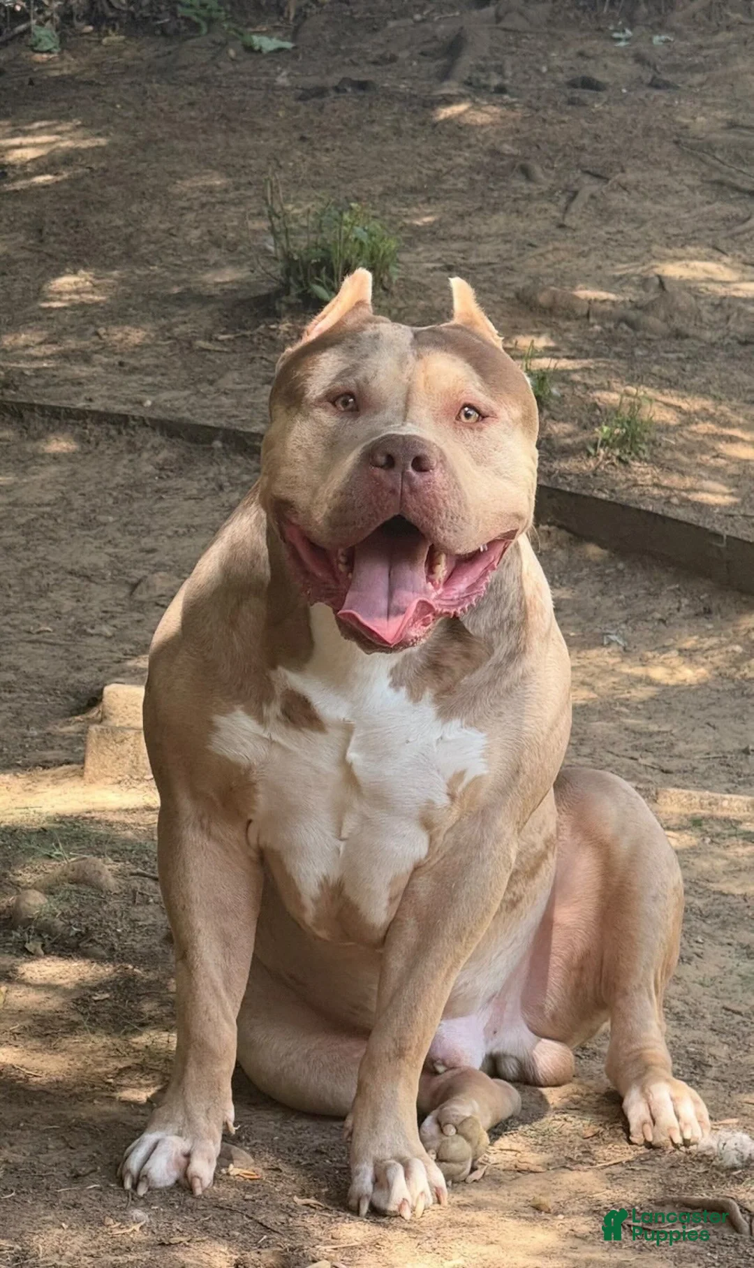 American Bully dogs for sale: Xl American Bully 2 - Ad 3